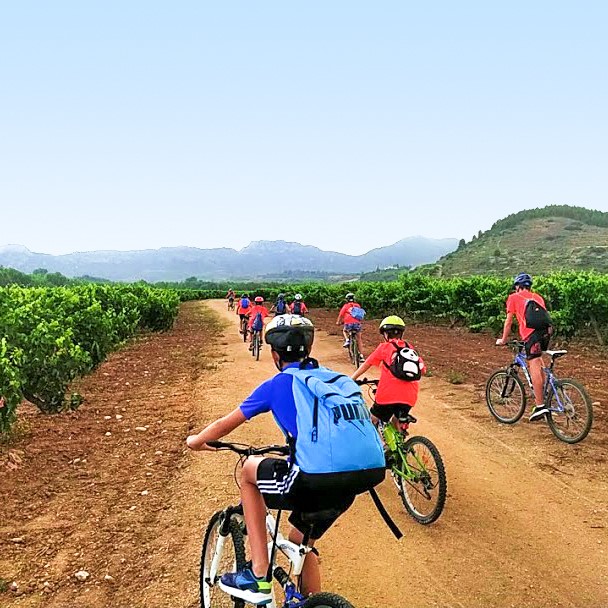 ruta en bicicleta entre viñedos